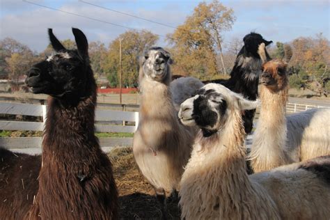 If you want to know how the Inca Empire is faring, look no further than its llama poop. If you were looking for a key performance indicator for the health of the Inca Empire, llama...